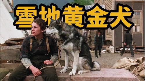 雪地黄金犬,冬日里的温暖守护者